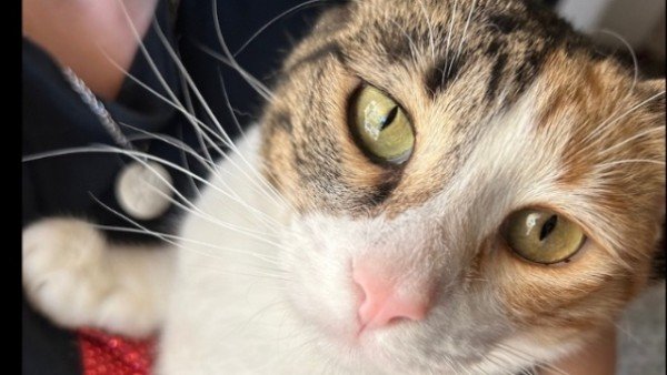 Gina