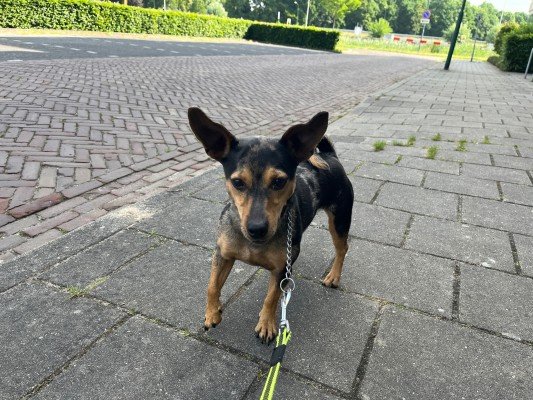 Jet