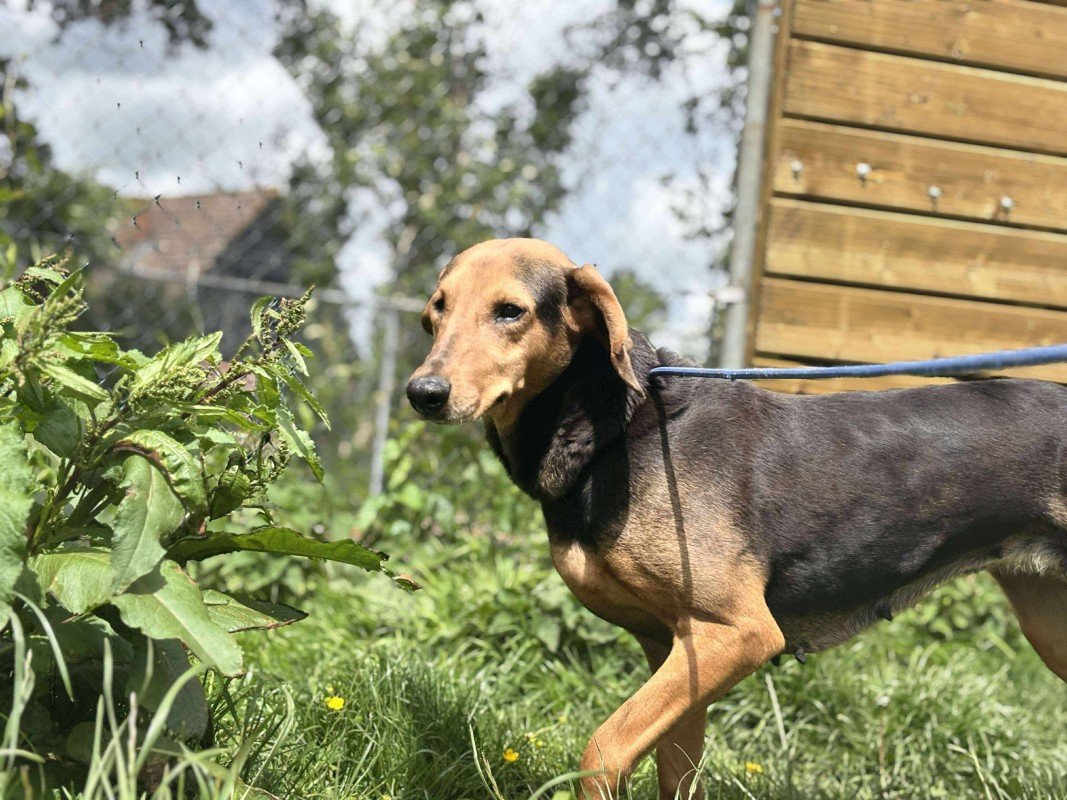 Hazel
