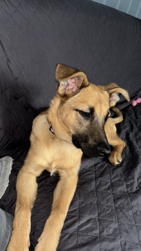 Kaya