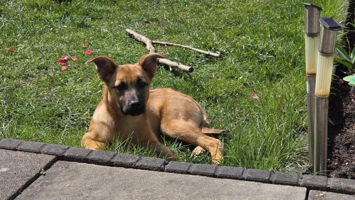 Kaya