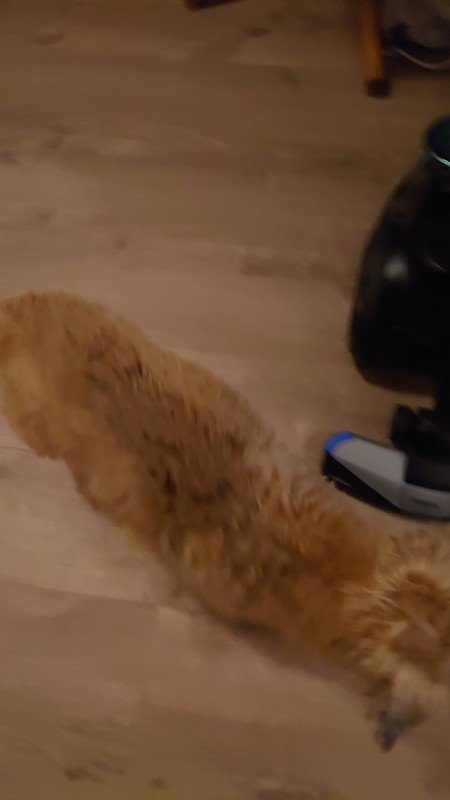 Rakker