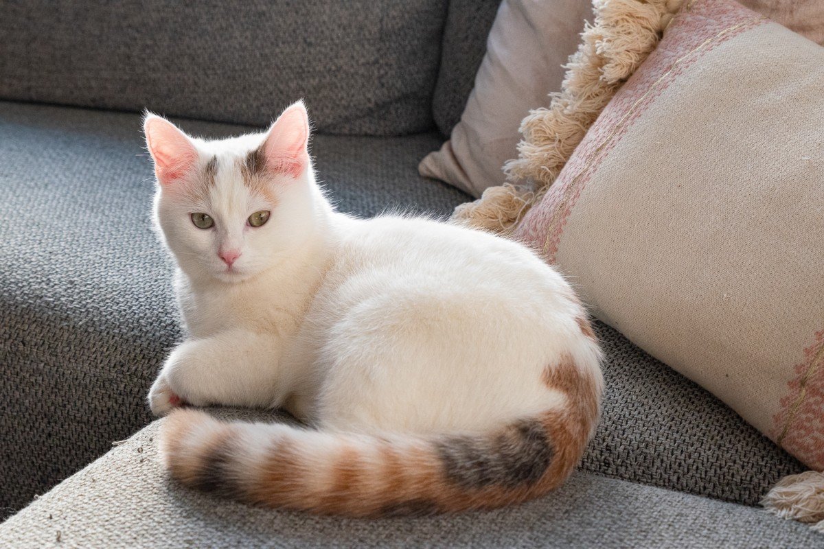 Mimi