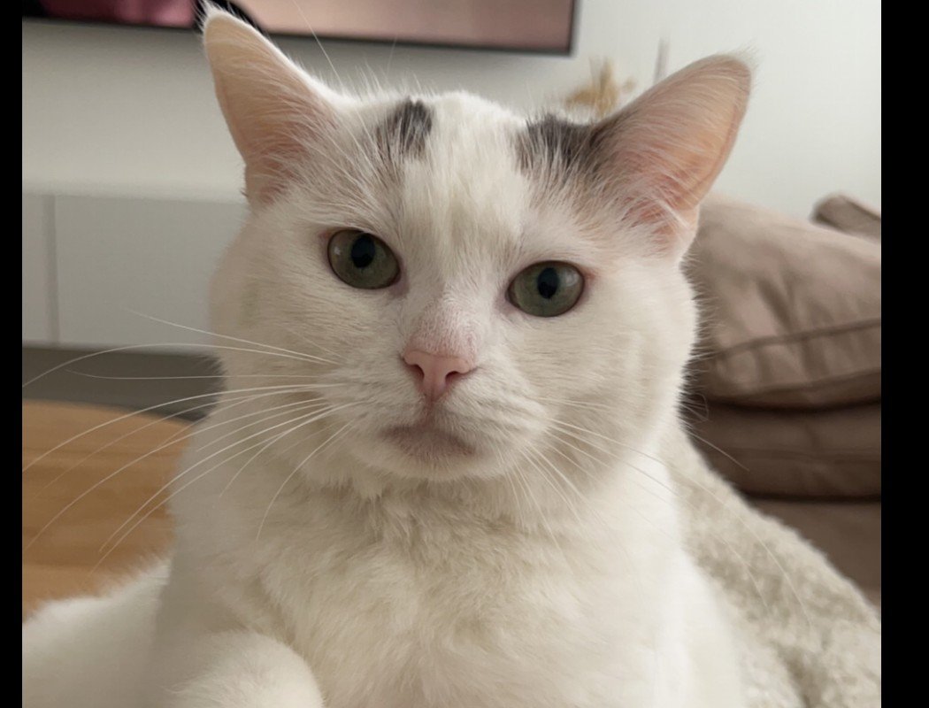 Mimi