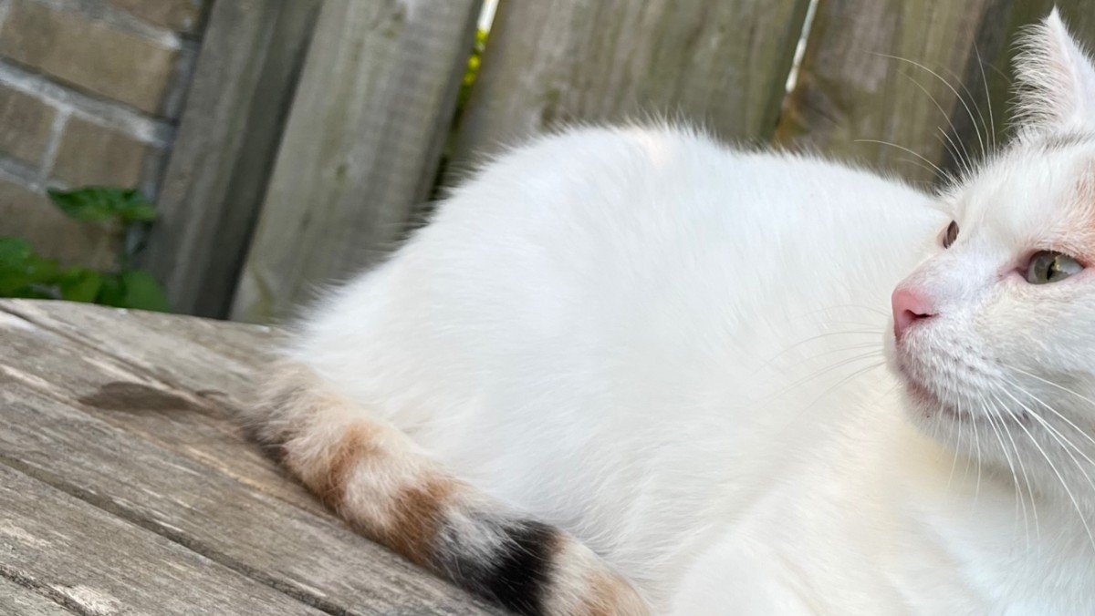 Mimi