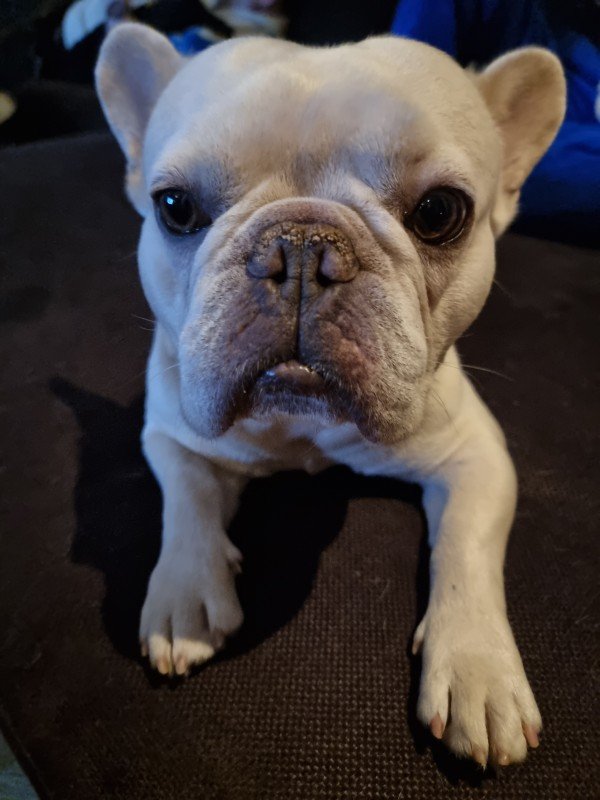 Odin