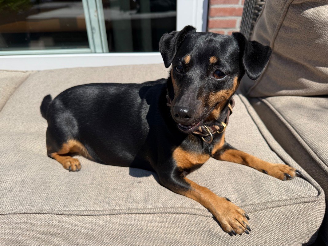 Beau