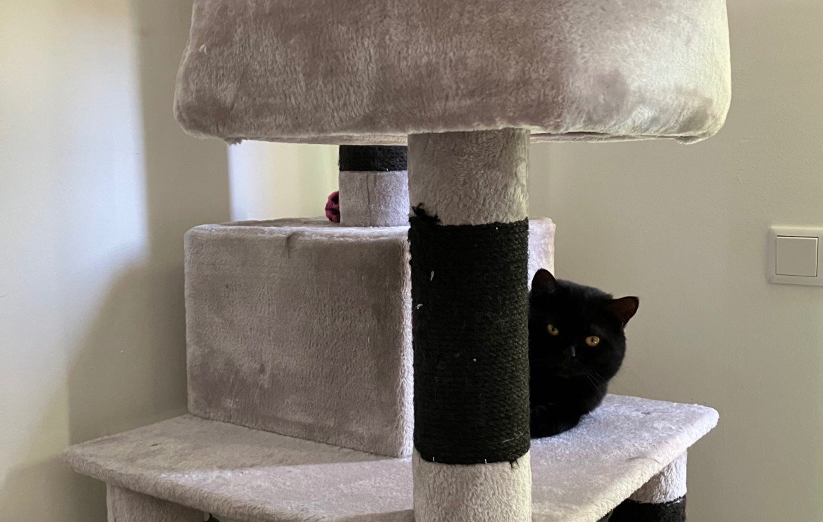 Tijger