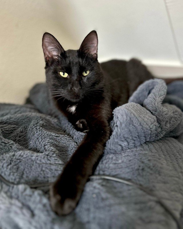 Loki