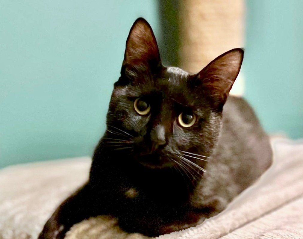 Loki