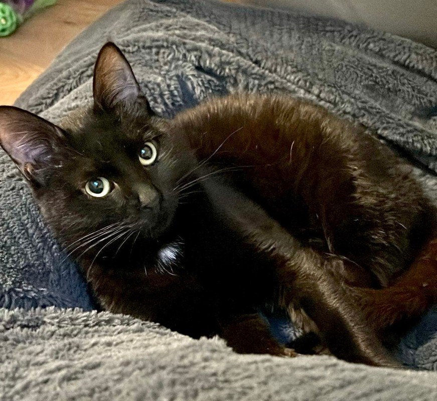 Loki