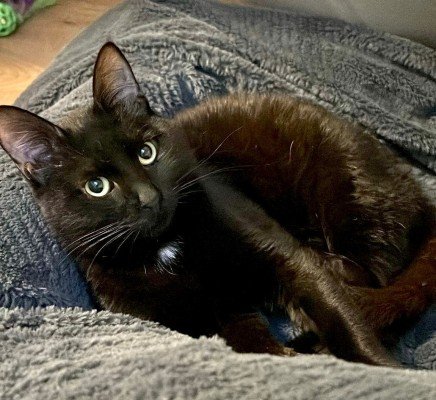 Loki