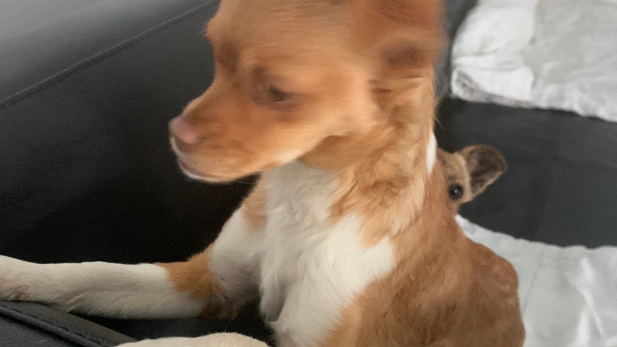 Mimi