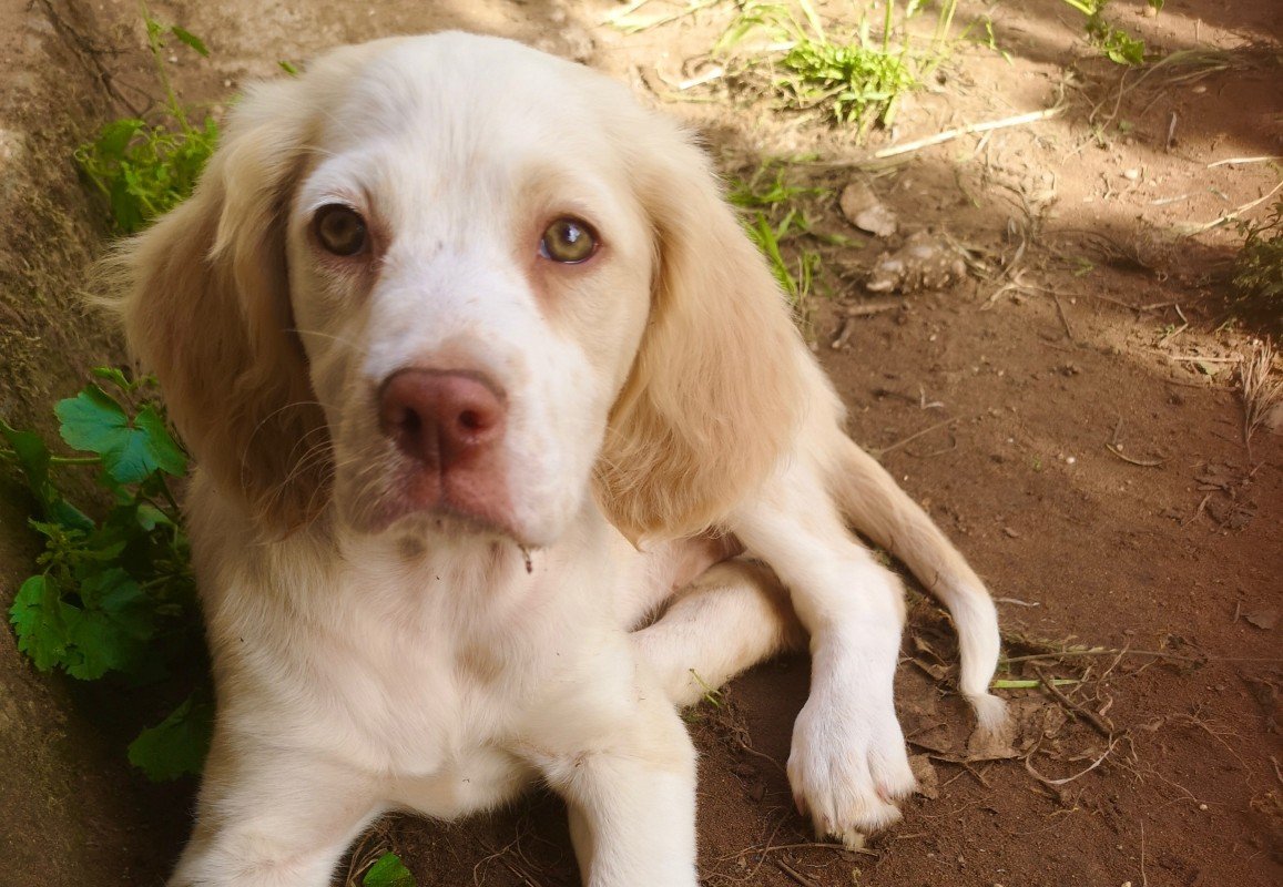 Suki