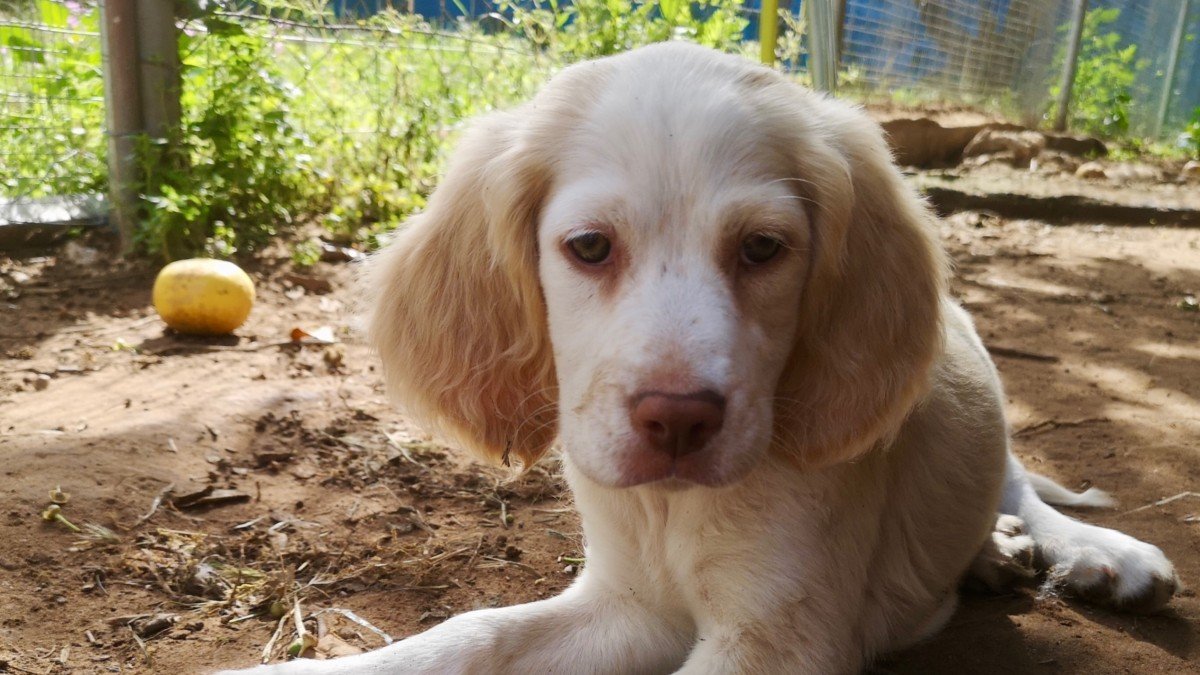 Suki