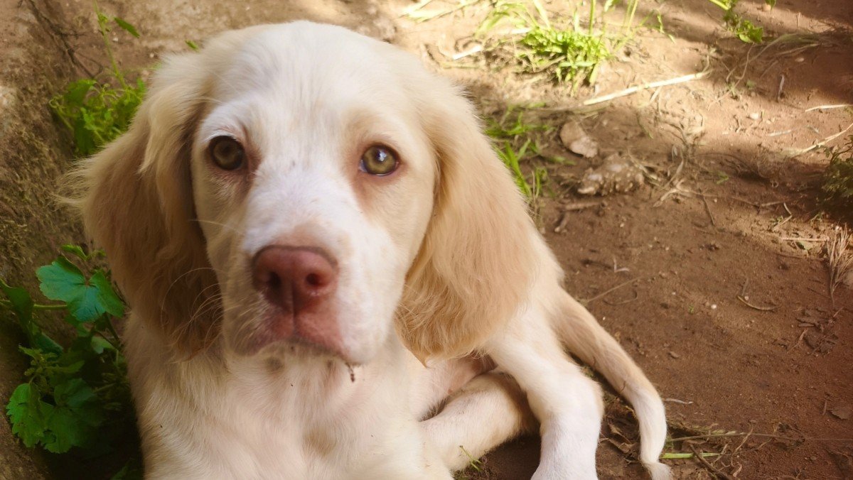 Suki
