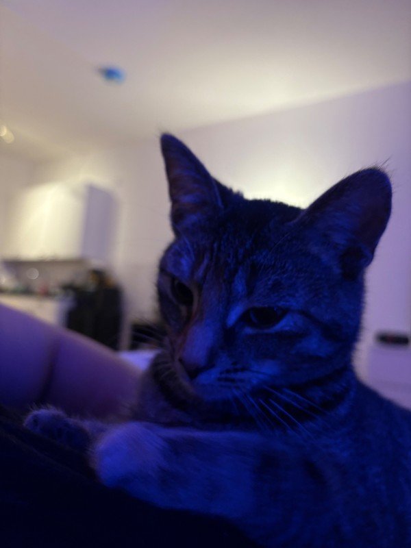 Mimi