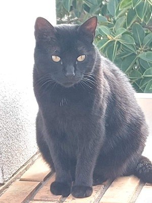 Miep