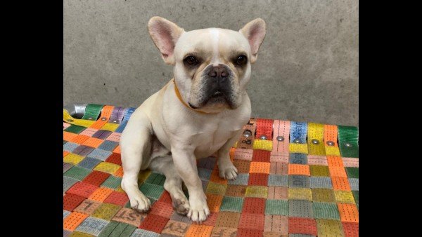 Teddie