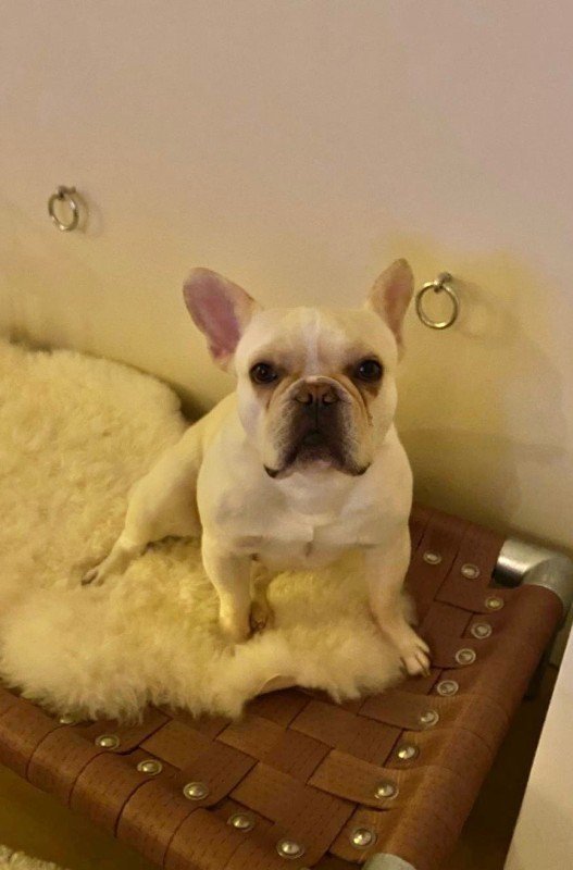 Teddie