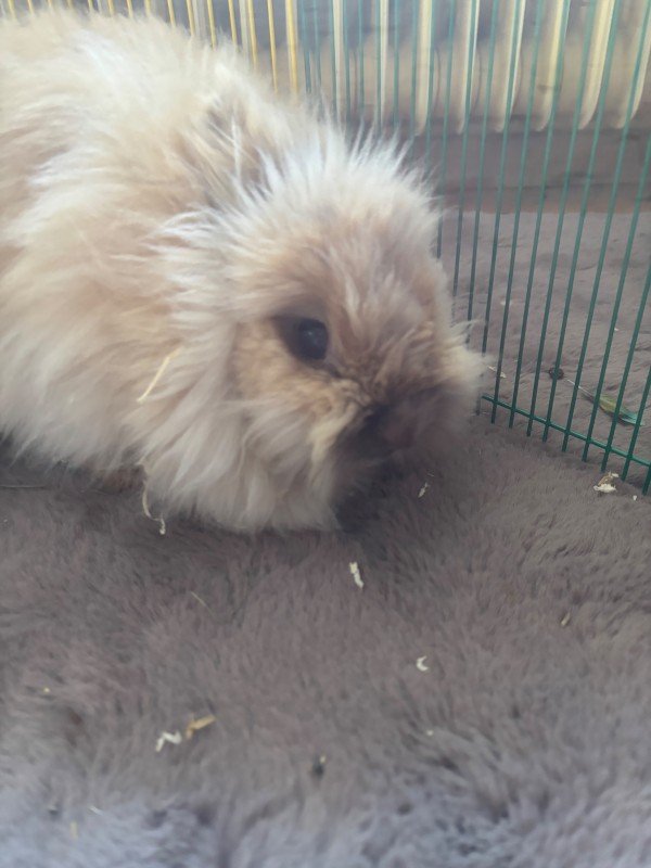 Tessie
