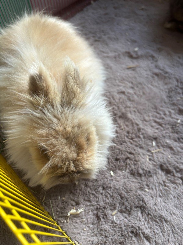 Tessie
