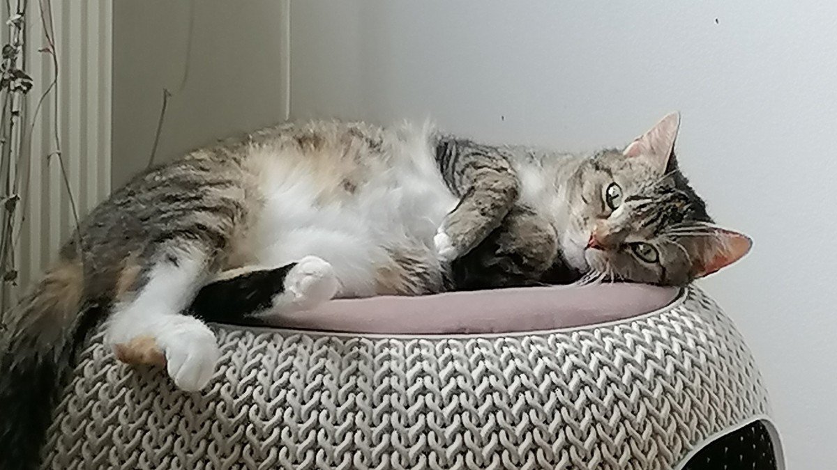 Mischa
