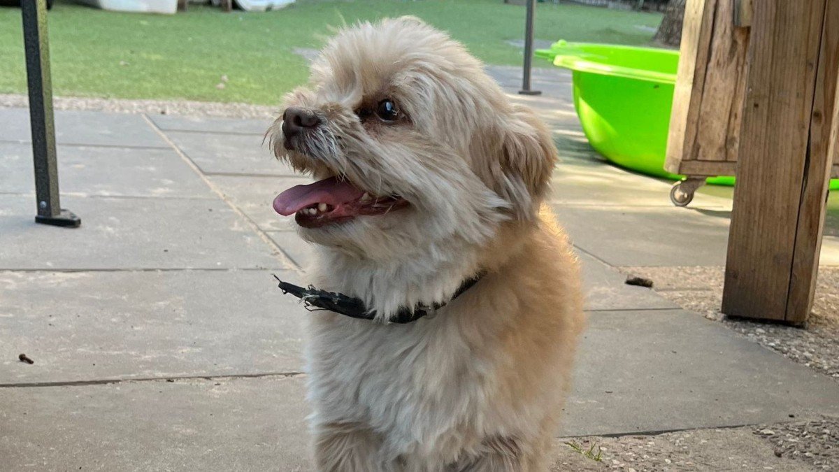 Pip