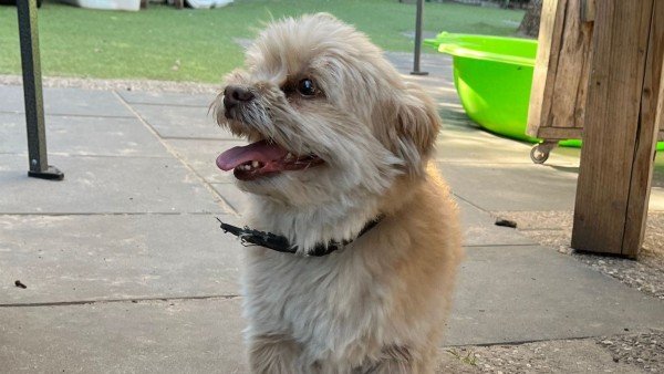Pip