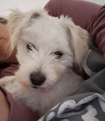 Buddy