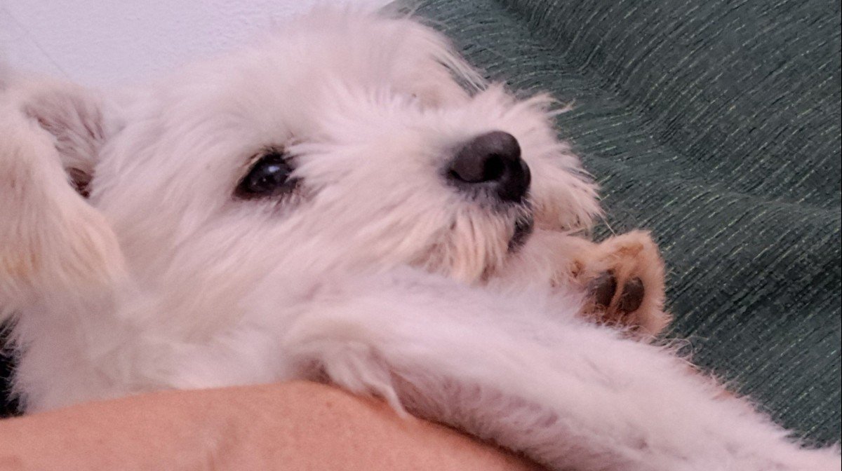 Buddy
