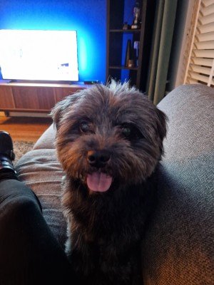 Bowie