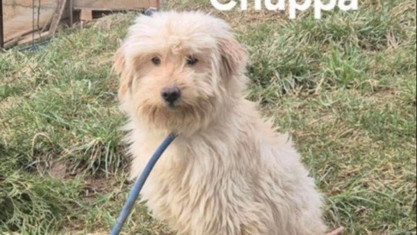Chupa
