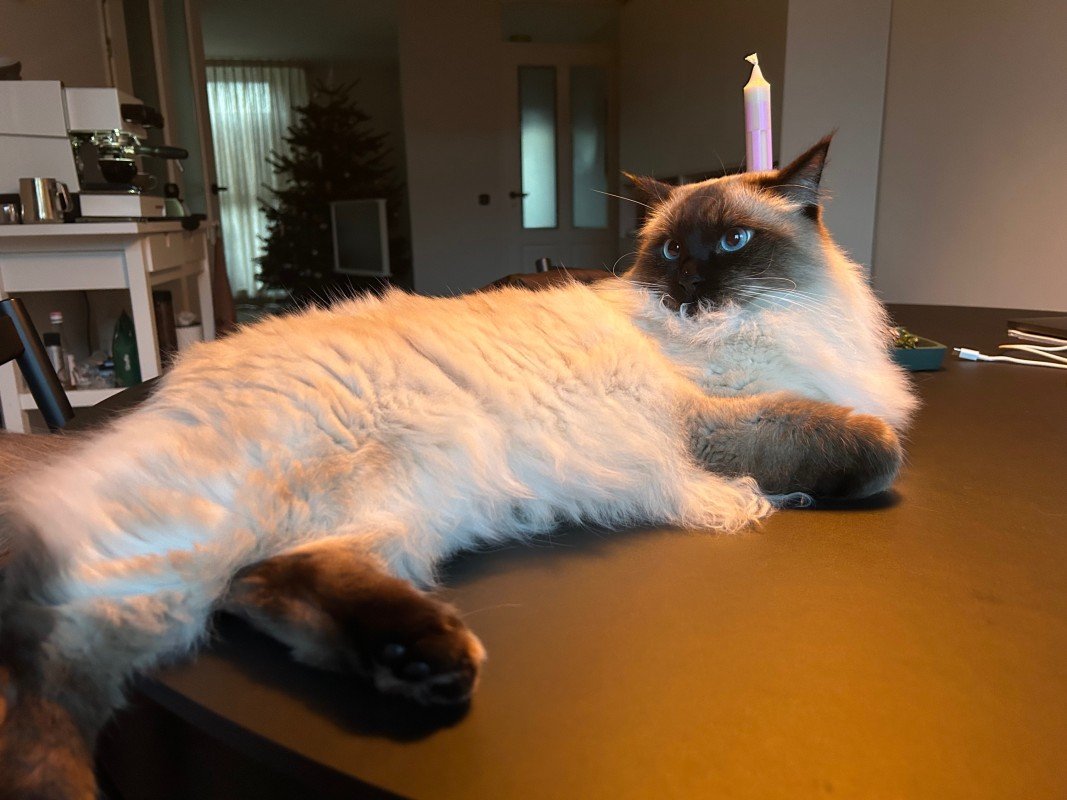 Archie