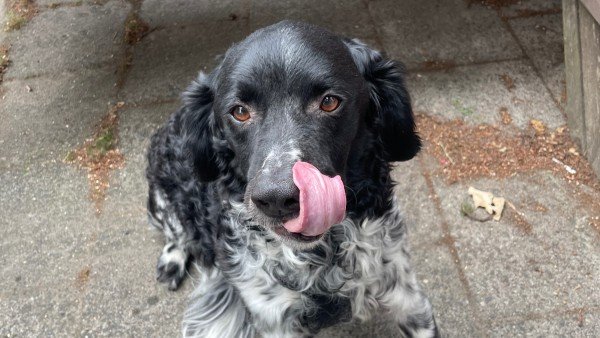 Koda