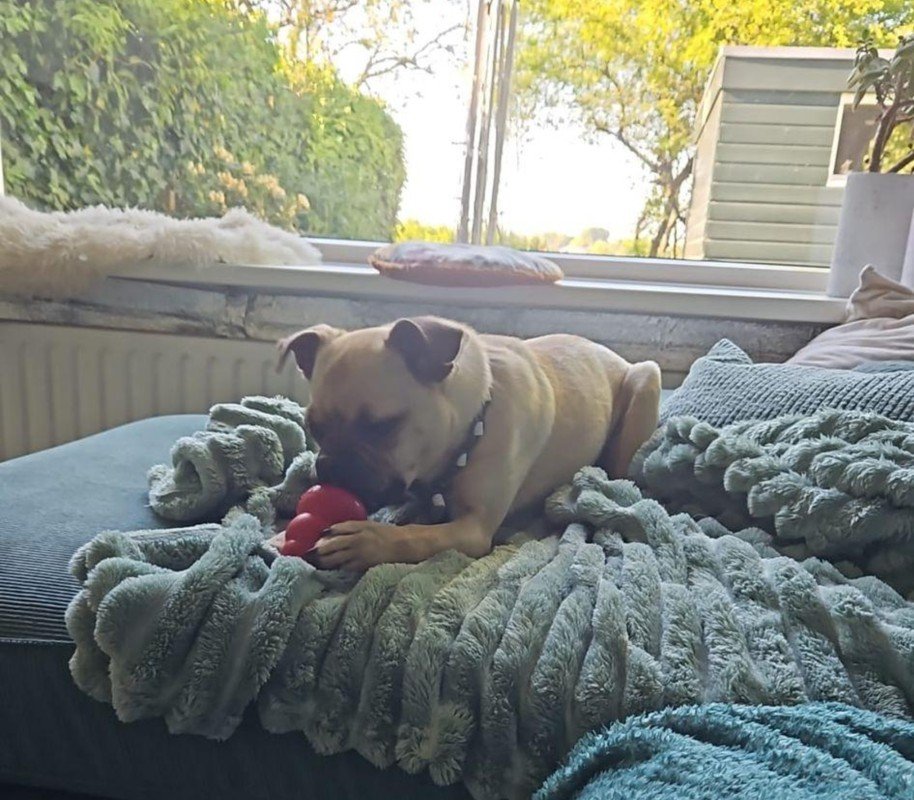 Timo