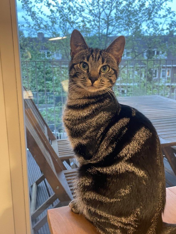 Nova