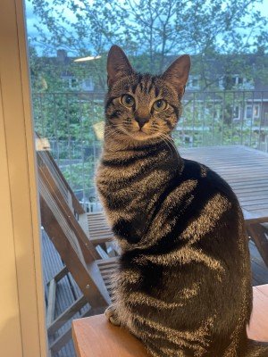Nova