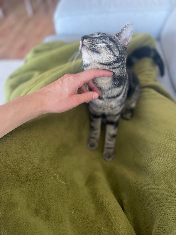 Nova