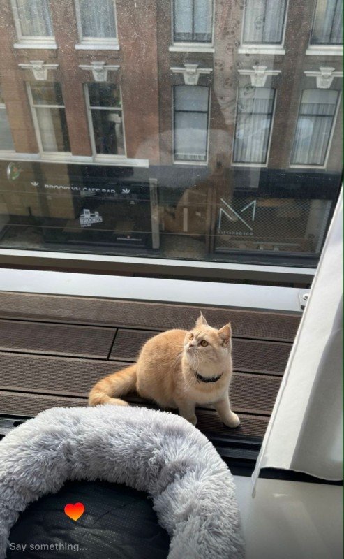 Meow