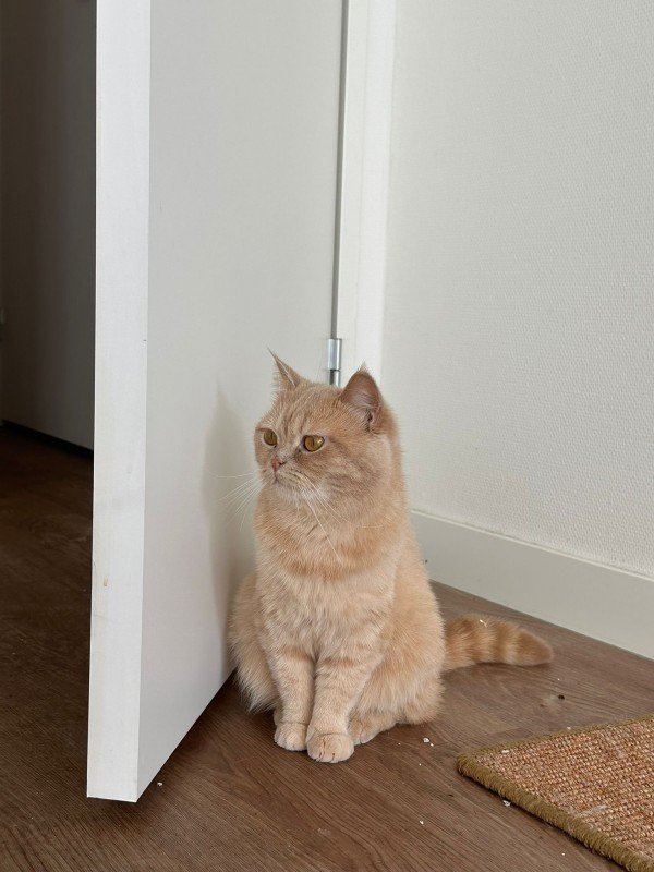 Meow