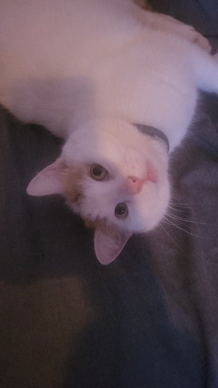 Ollie