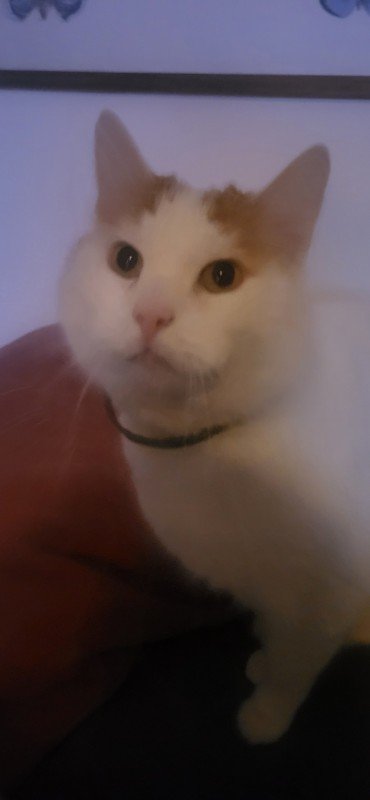 Ollie
