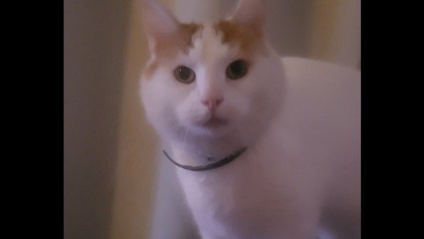 Ollie