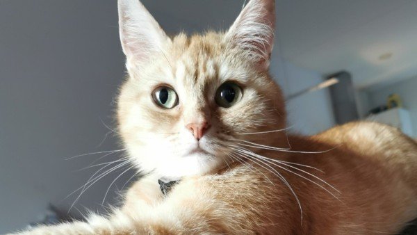 Poes