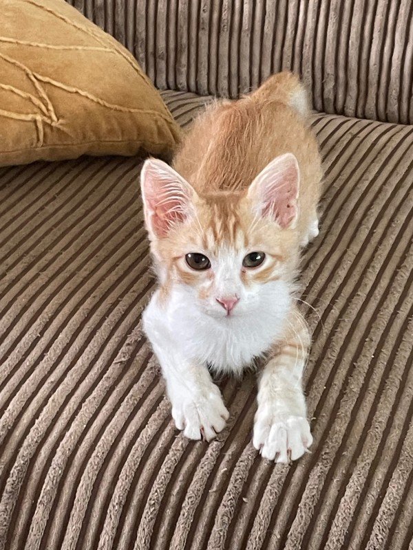 Chuki