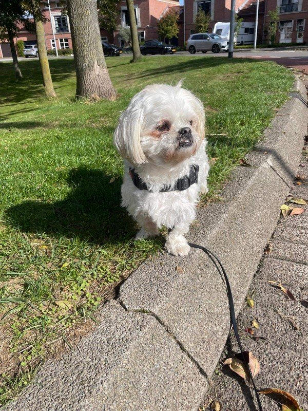 Pip