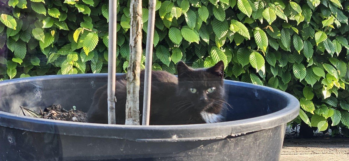 Blacky