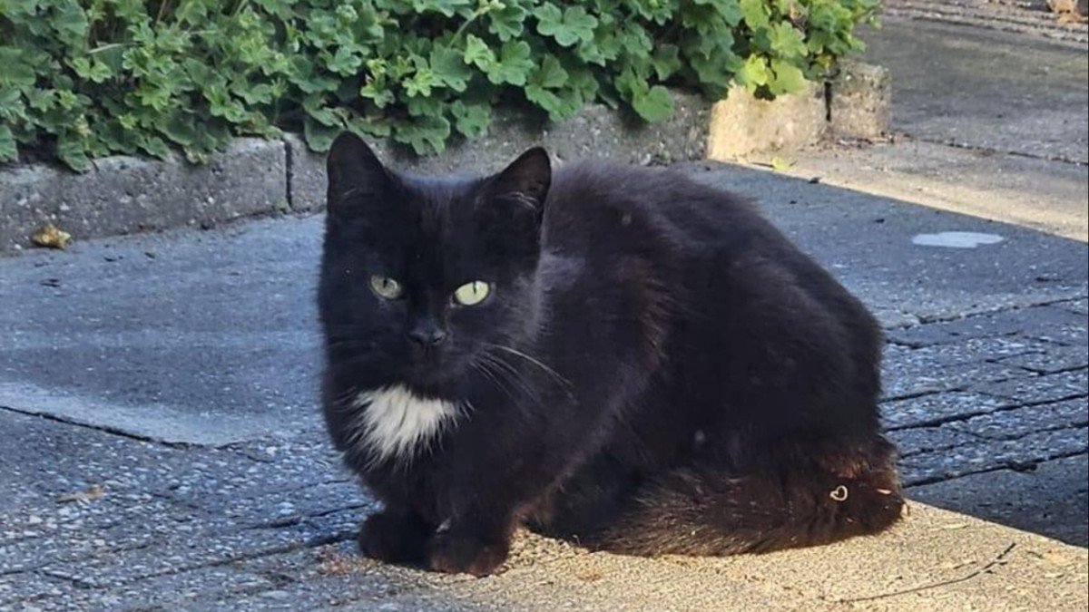 Blacky
