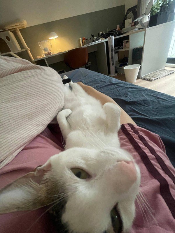 Bennet